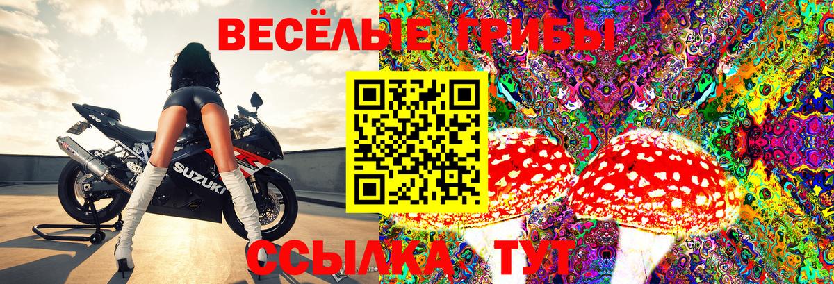 Энгельс  купить  сайты  Вход с VPN  Псилоцибиновые грибы Psilocybe  Псилоцибиновые грибы GOLDEN TEACHER 